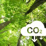 Florestas, fábricas de CO2 - créditos: divulgação
