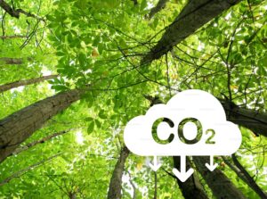 Florestas, fábricas de CO2 - créditos: divulgação